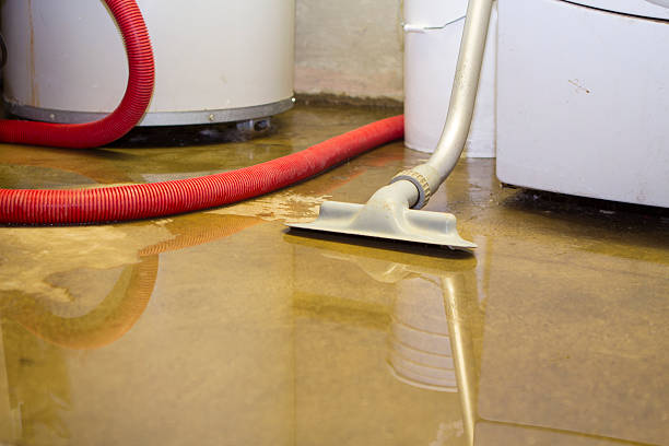 Best Mold removal after water damage  in Lan, MI